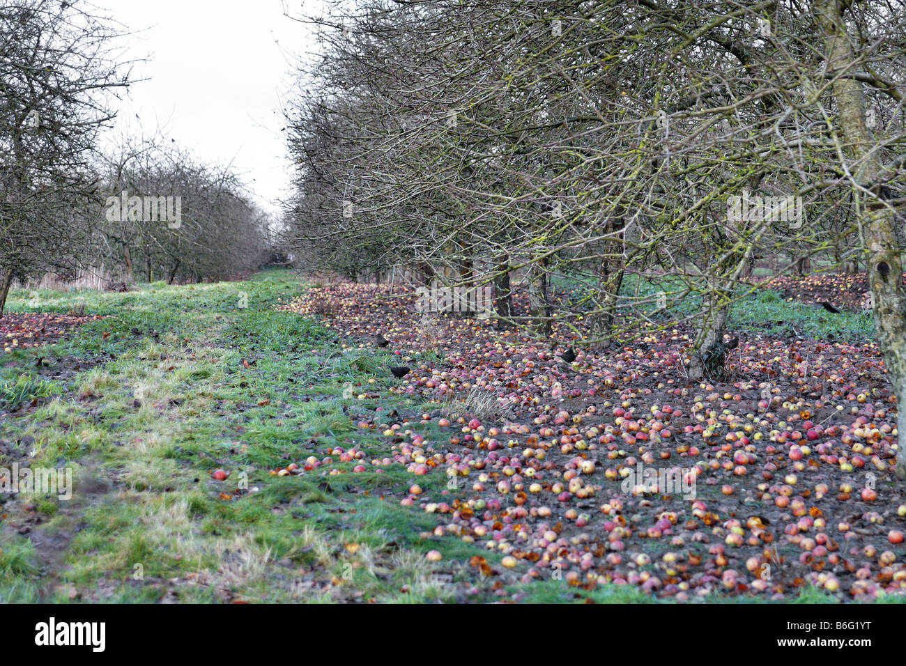 CIDER APPLE ORCHARD IN LATE AUTUMN Stock Photo