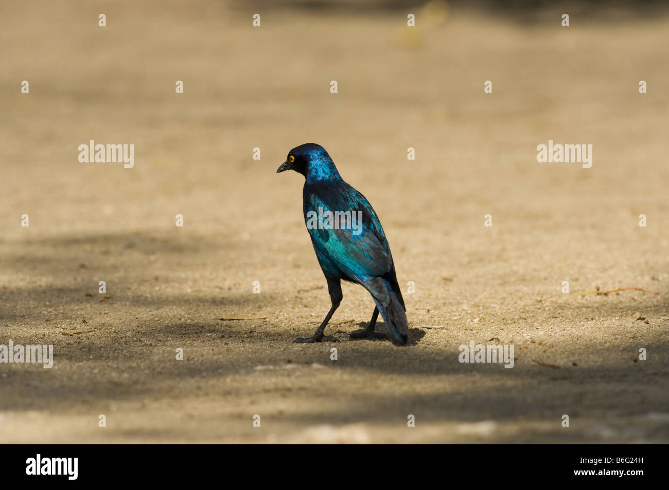 Southern GLOSSY STARLING Lamprotornis chalybaeus walking on ground  south-Afrika south africa Bird southern Africa reverine fore Stock Photo
