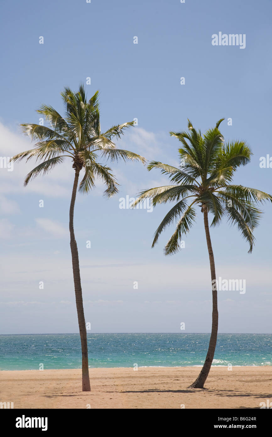 Palm trees on Fort Lauderdale Beach on the Atlantic Ocean or East Coast