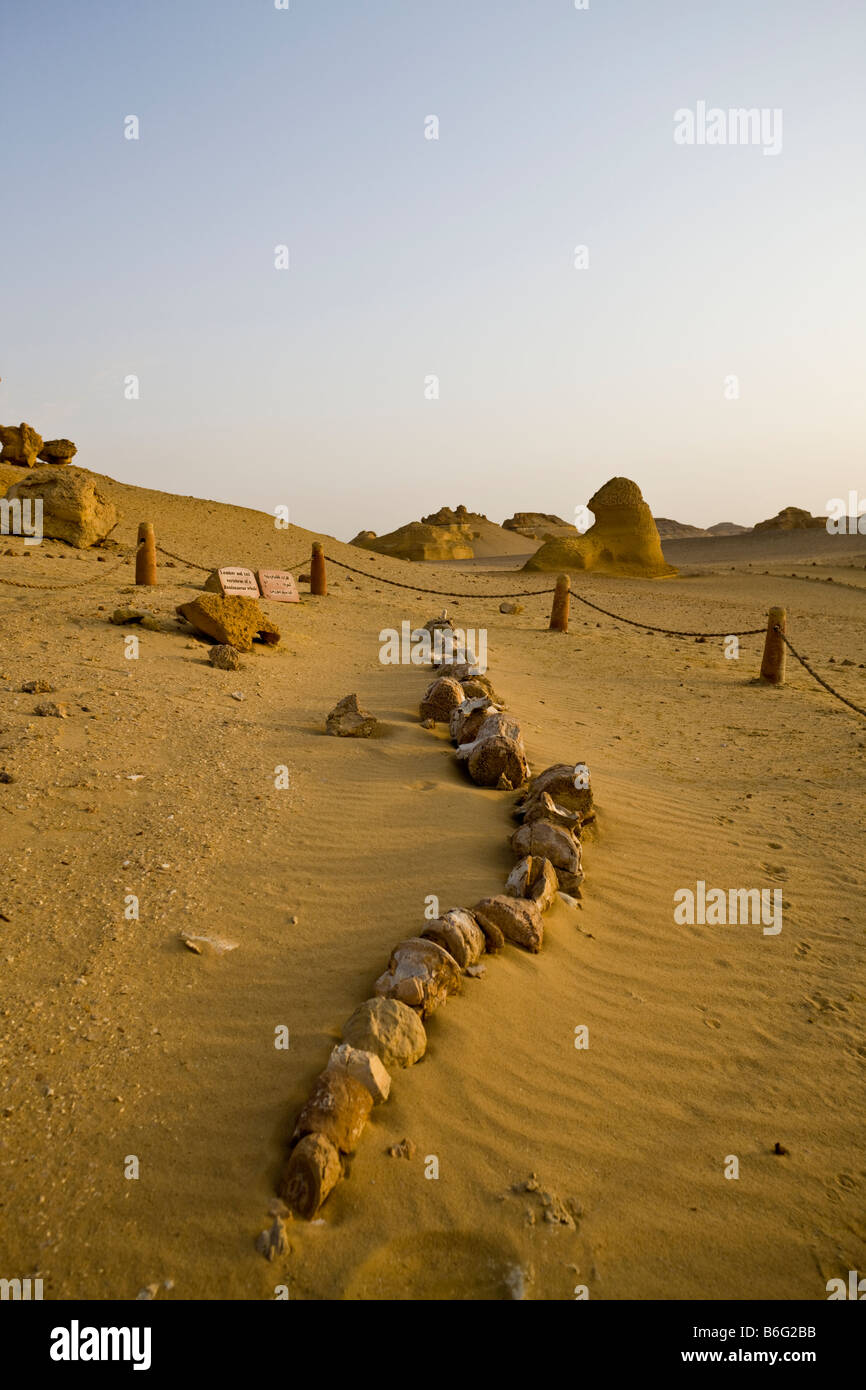 fossil of lumbar and tail verterbae of Basilosaurus whale, Wadi AlHitan (Whale Valley), Fayoum