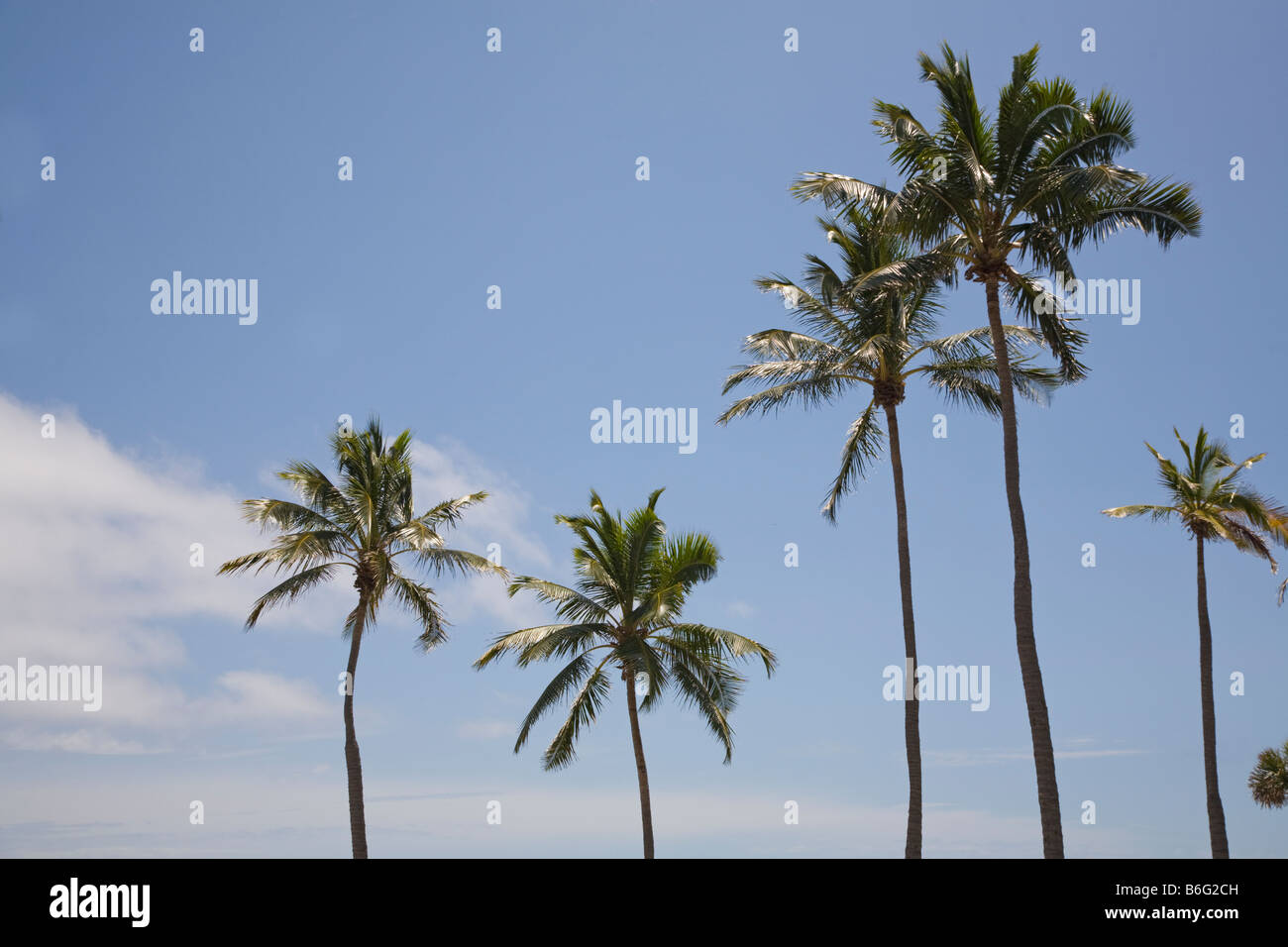 Palm trees on Fort Lauderdale Beach in Florida Stock Photo Alamy