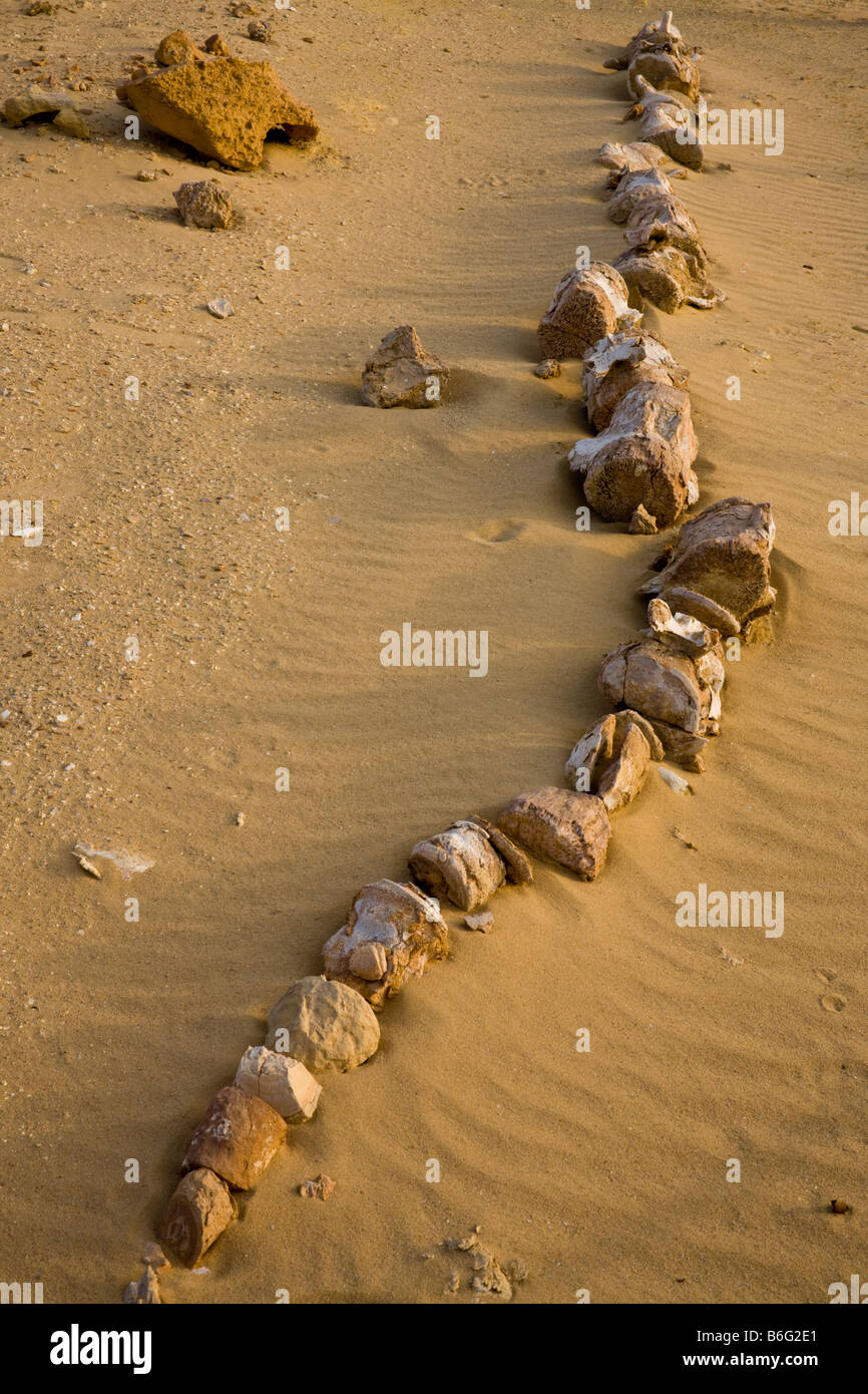 Fossil Of Lumbar And Tail Verterbae Of Basilosaurus Whale Wadi Al Hitan Whale Valley Fayoum Egypt Stock Photo Alamy