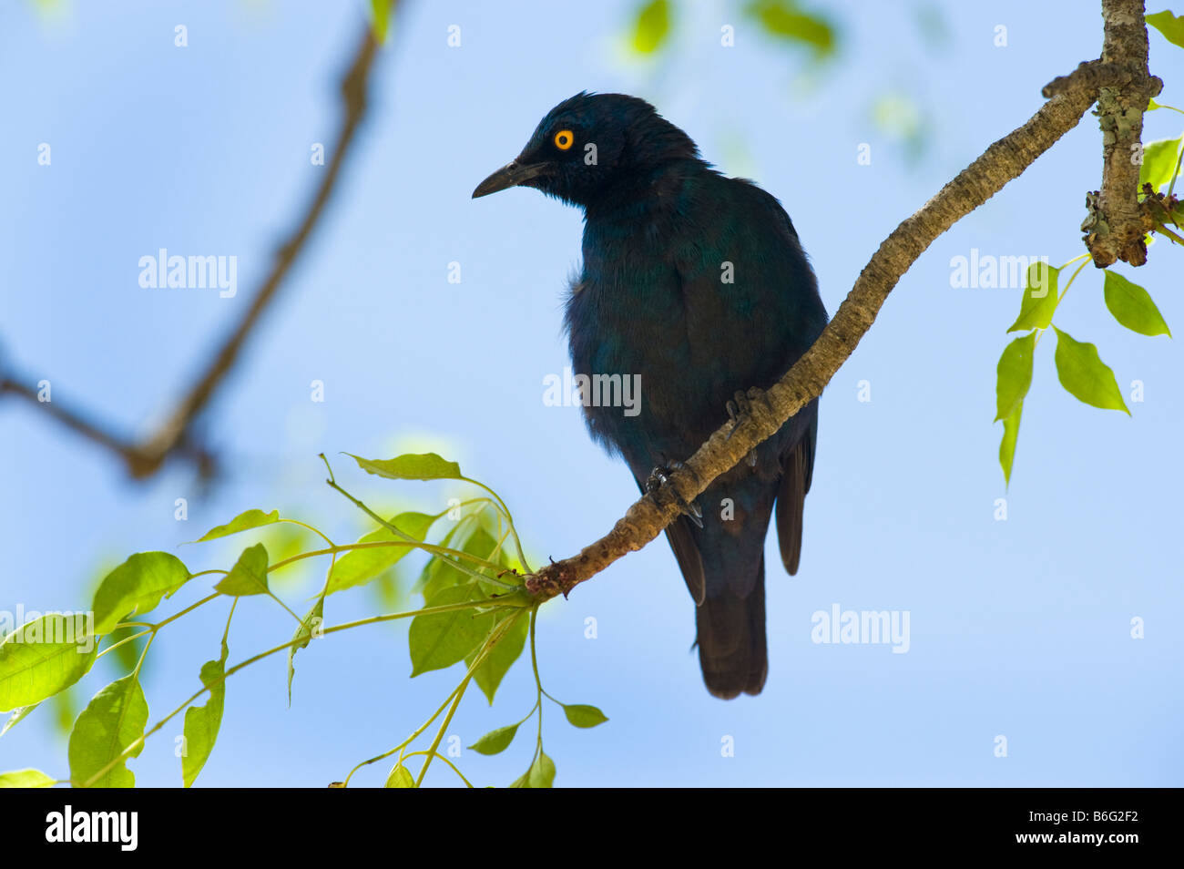 Southern GLOSSY STARLING Lamprotornis chalybaeus sitting on branch south-Afrika south africa Bird southern Africa reverine fores Stock Photo