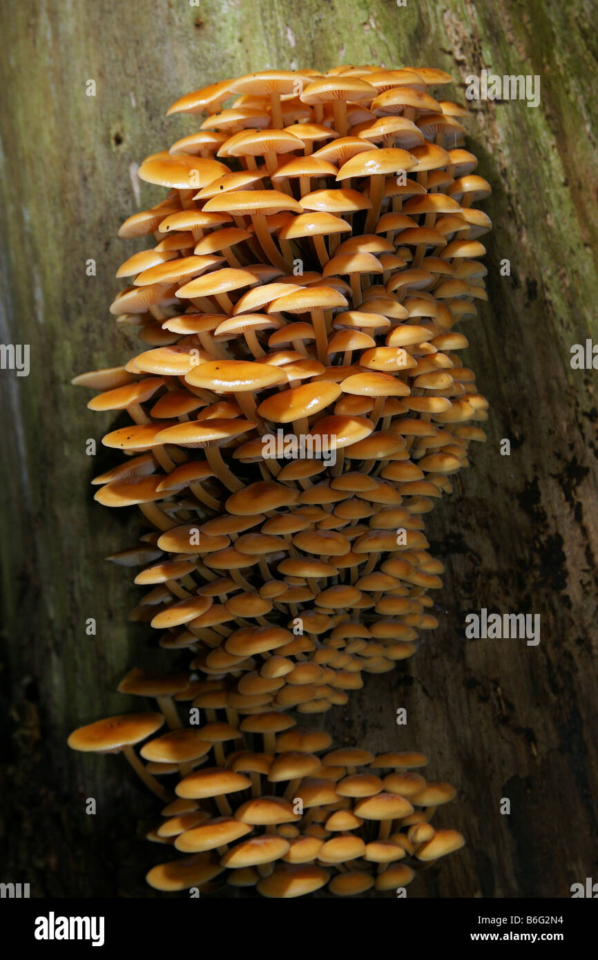 Winter fungus Flammulina velutipes fruiting bodies growing on wood many bunch outdoors, Rotterdam Netherlands Stock Photo