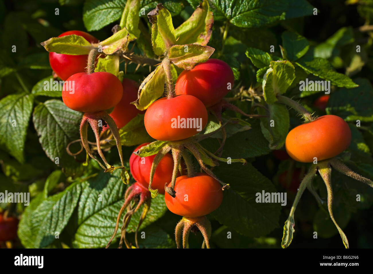 Rosehip berries growing on bush Stock Photo
