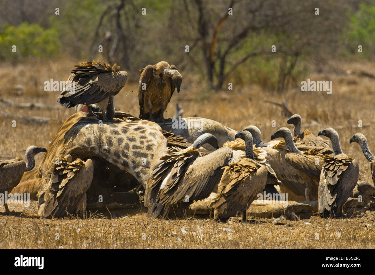 wildlife wild many much lots of VULTURES vulture carrion eating south-Afrika south africa eating feed feeding scavenger giraffe Stock Photo