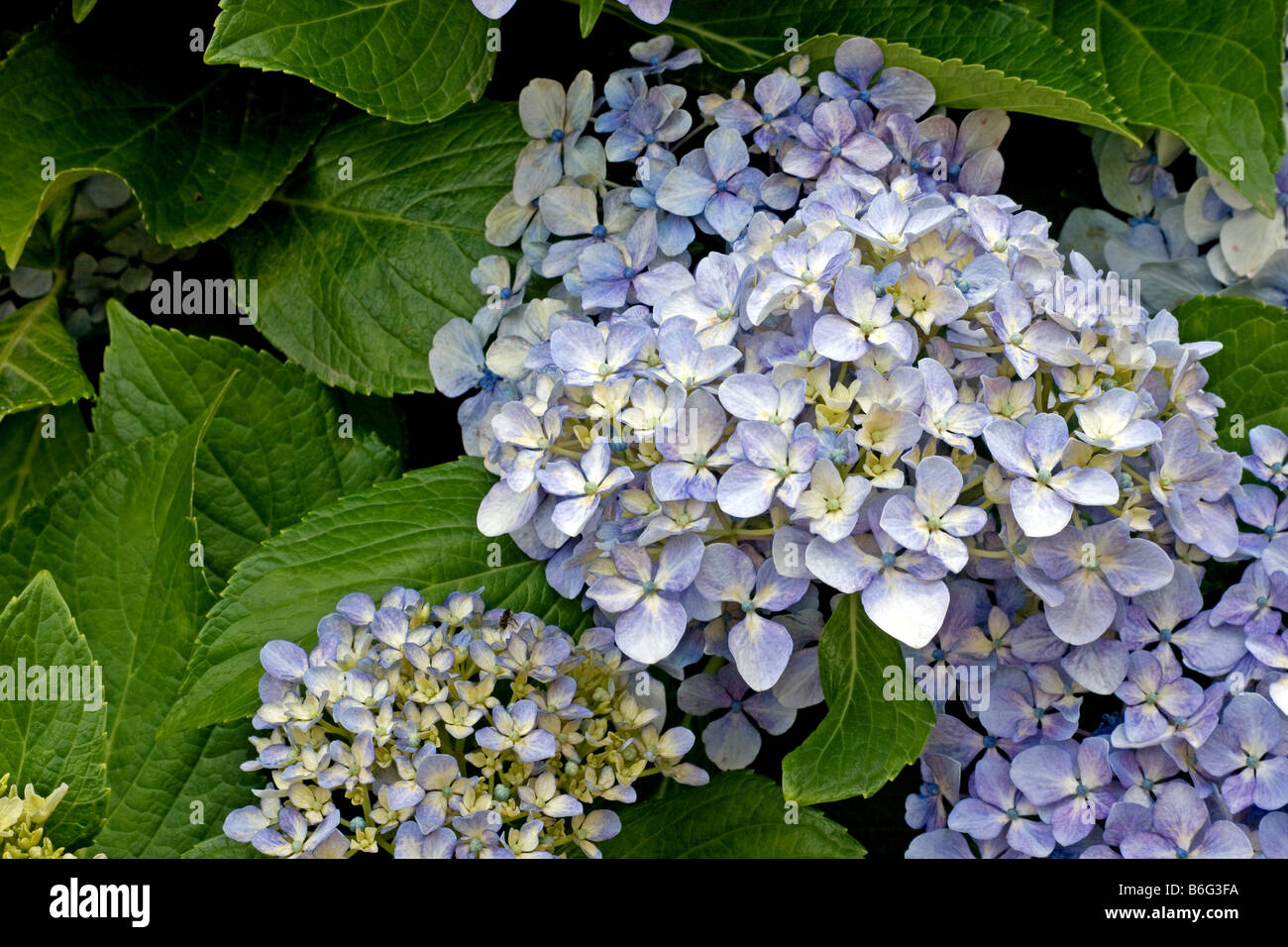 Hydrangeas in bloom Stock Photo Alamy