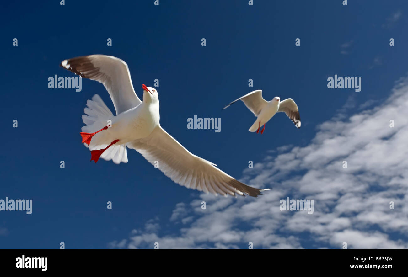 Seagulls Stock Photo