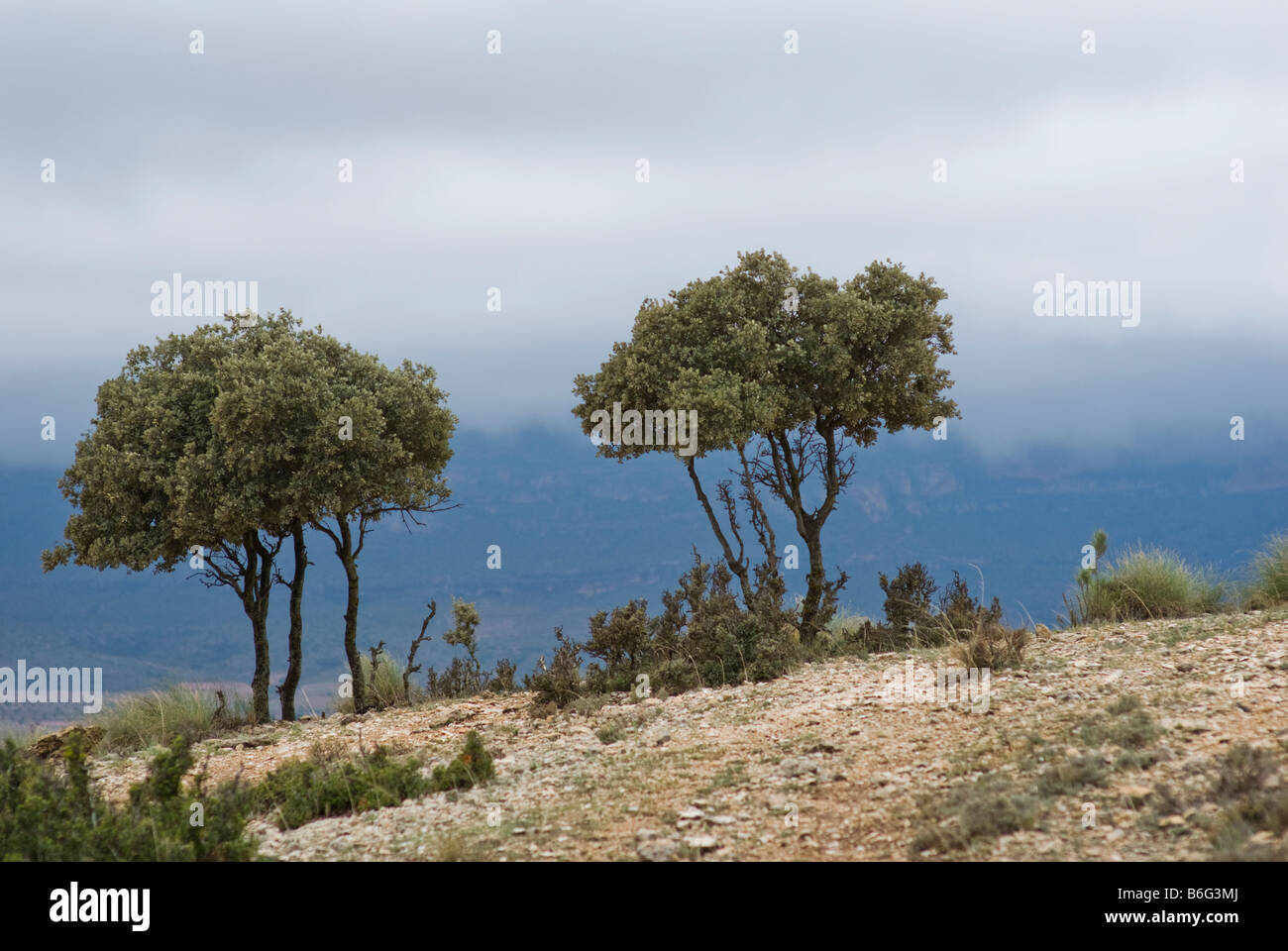 Landscape of trees in Almansa, province of Albacete, in the Castilla la Mancha region, Spain, Europe Stock Photo