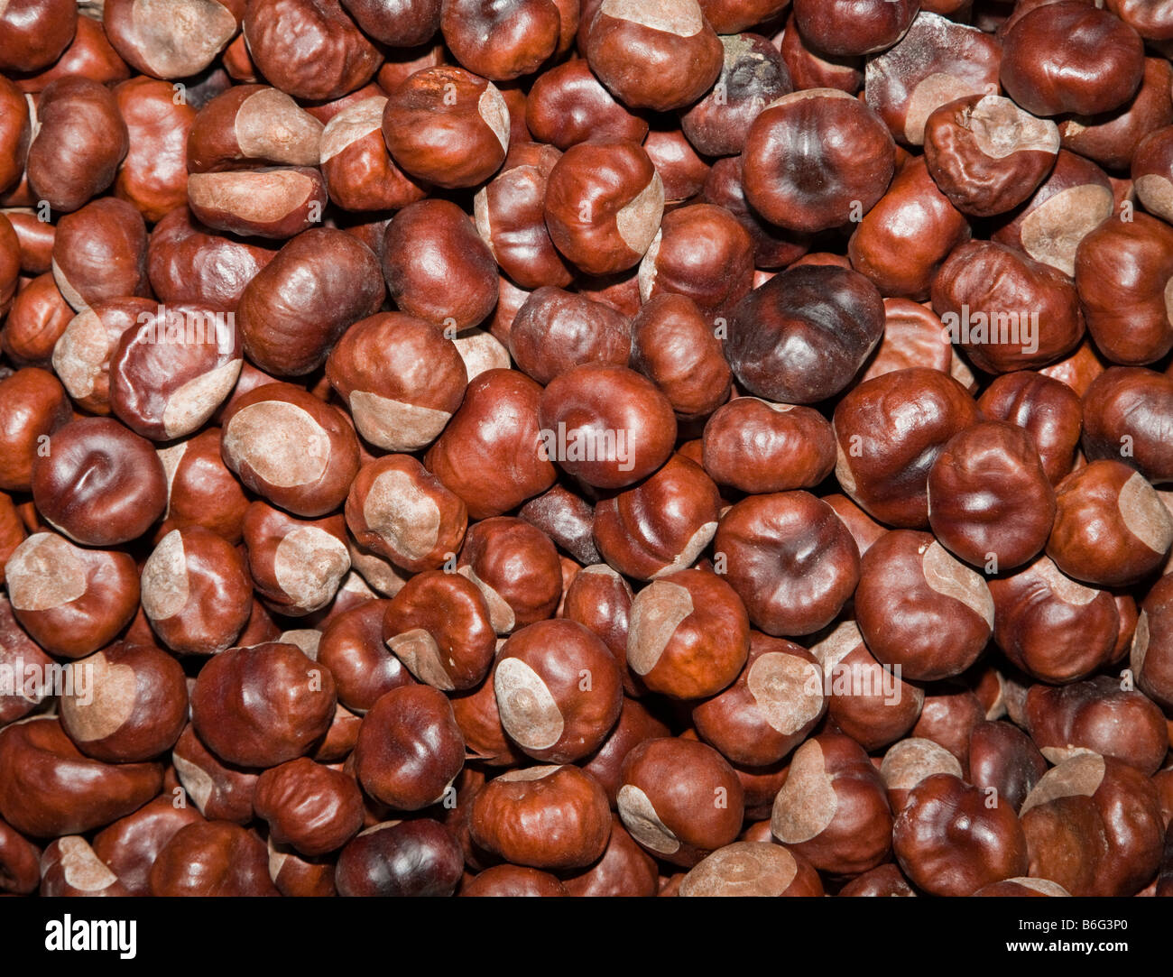 Horse chestnut Aesculus hippocastanum conkers Stock Photo