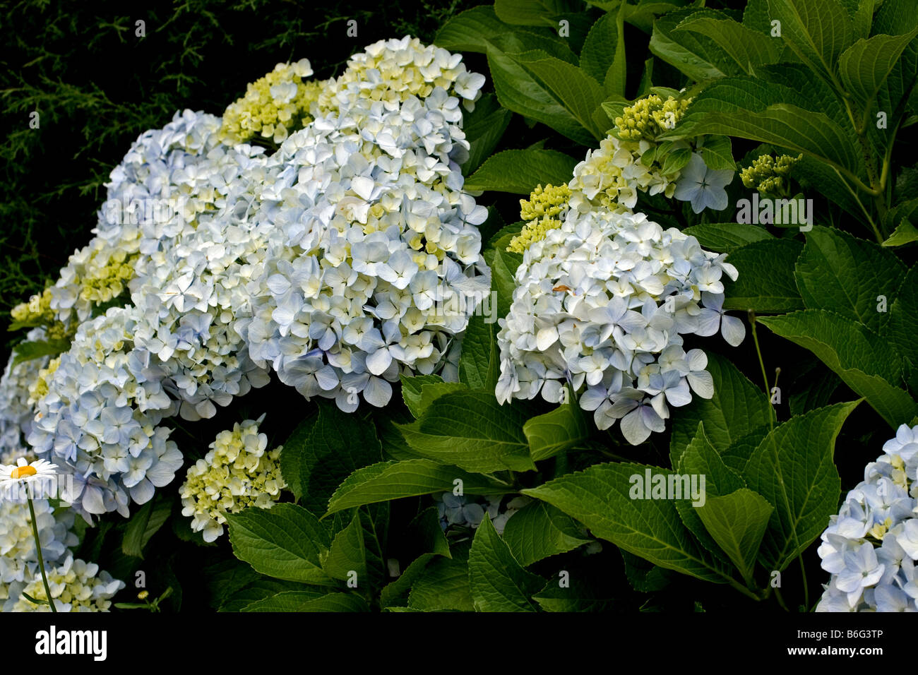 Hydrangeas in bloom Stock Photo Alamy