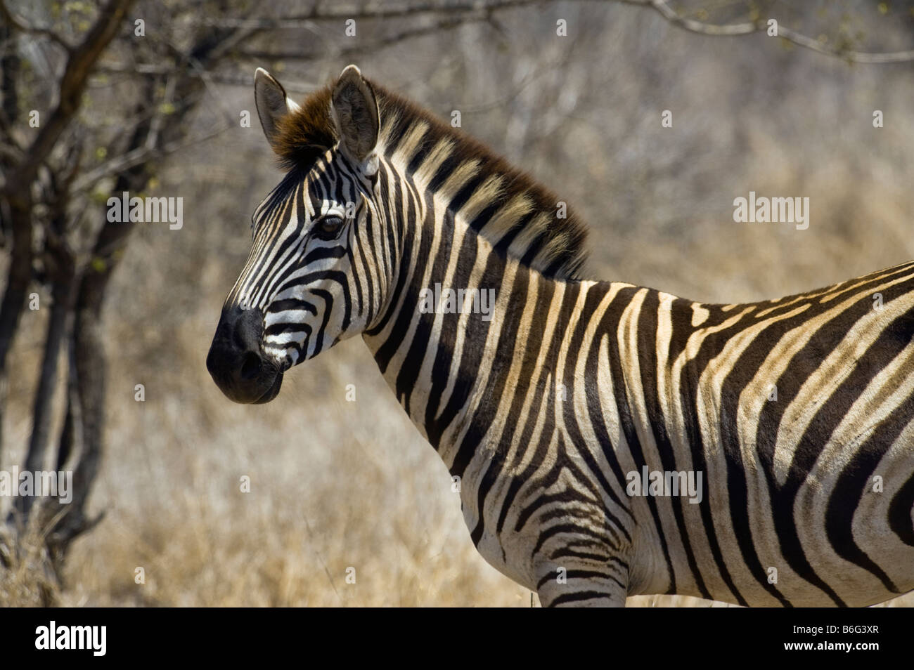wild zebras equus, burchelli south-Afrika desert south africa KRUGER NP stripe stripes stroke stroking fondle fondling caress du Stock Photo