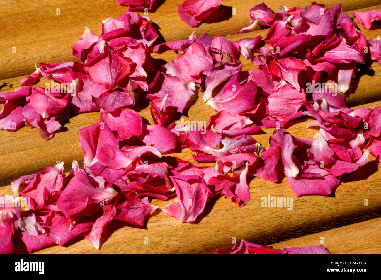 Rose petals Stock Photo