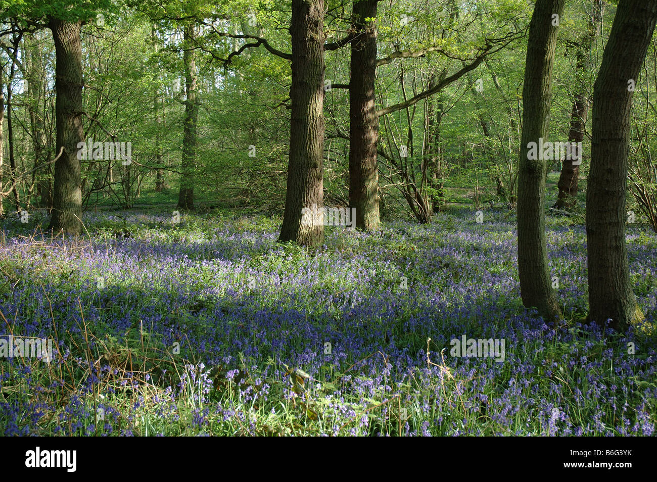 bluebells in Swithland Woods, Leicestershire, England, UK Stock Photo