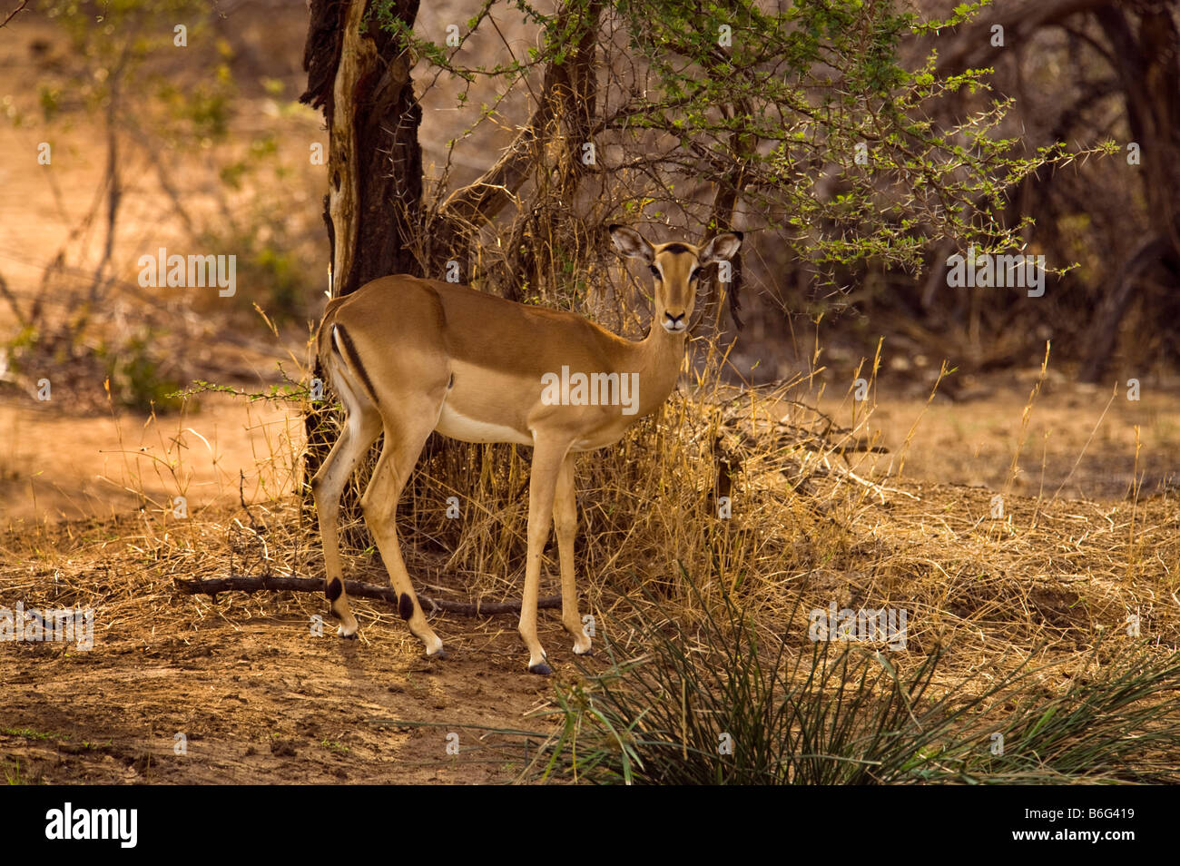 wildlife wild Impala antelope AEPYCEROS MELAMPUS south-Afrika south africa red ground earth bushland  bush bushland knobthorn ac Stock Photo