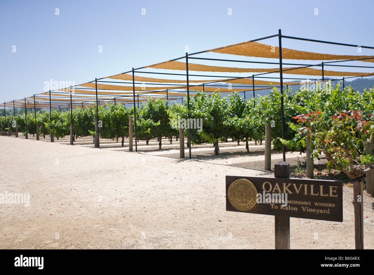 vineyard under sun shade Stock Photo