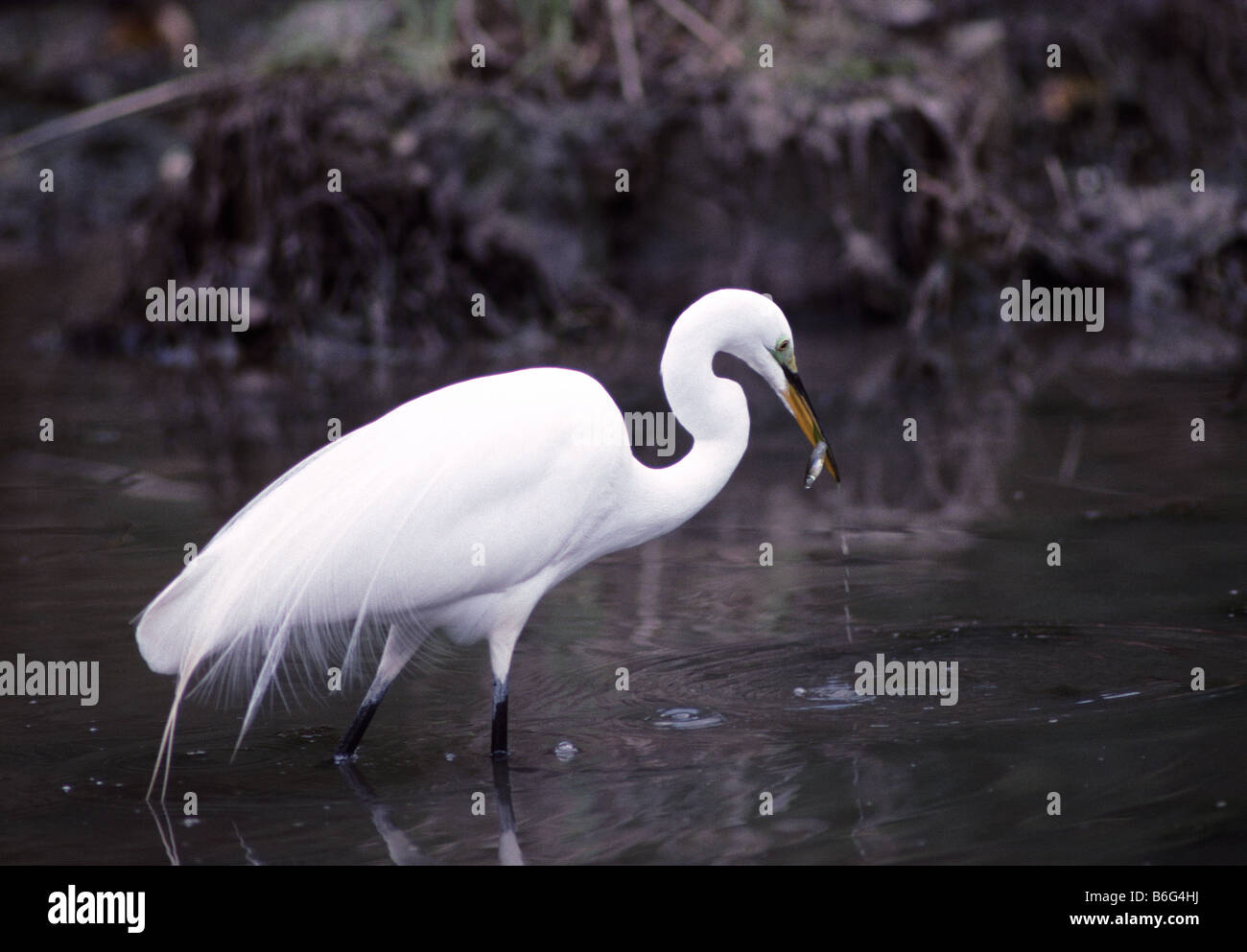 Common egret Casmerodius albus catches a mosquito fish on a foggy day in San Francisco California USA Stock Photo