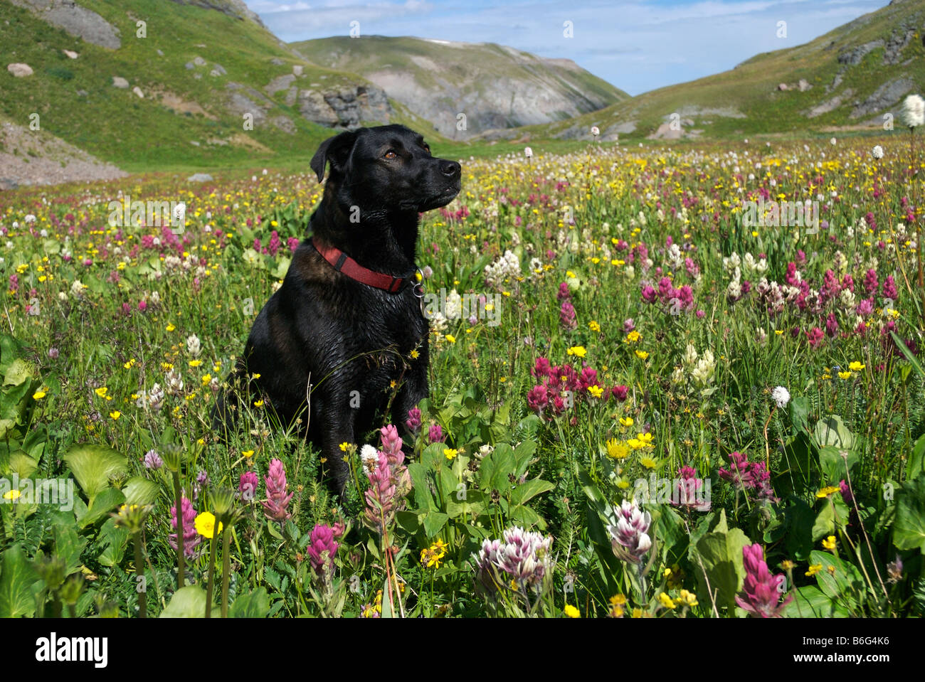 Are Labs Good Hiking Dogs