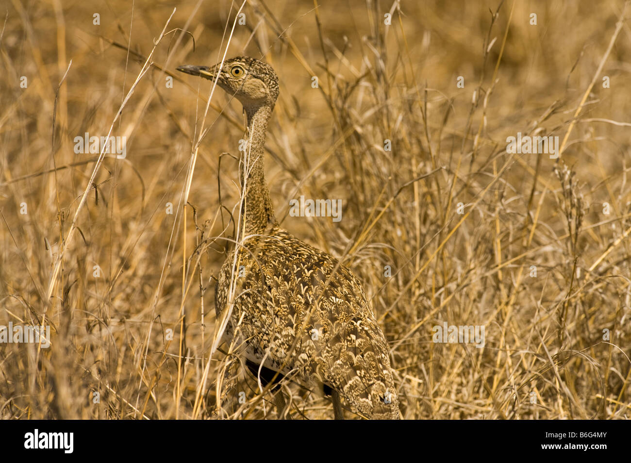 wildlife wild Red-crested red crested korhaan perfectly camouflaged bush bushland disguise disguised hidden hide savannah Southe Stock Photo