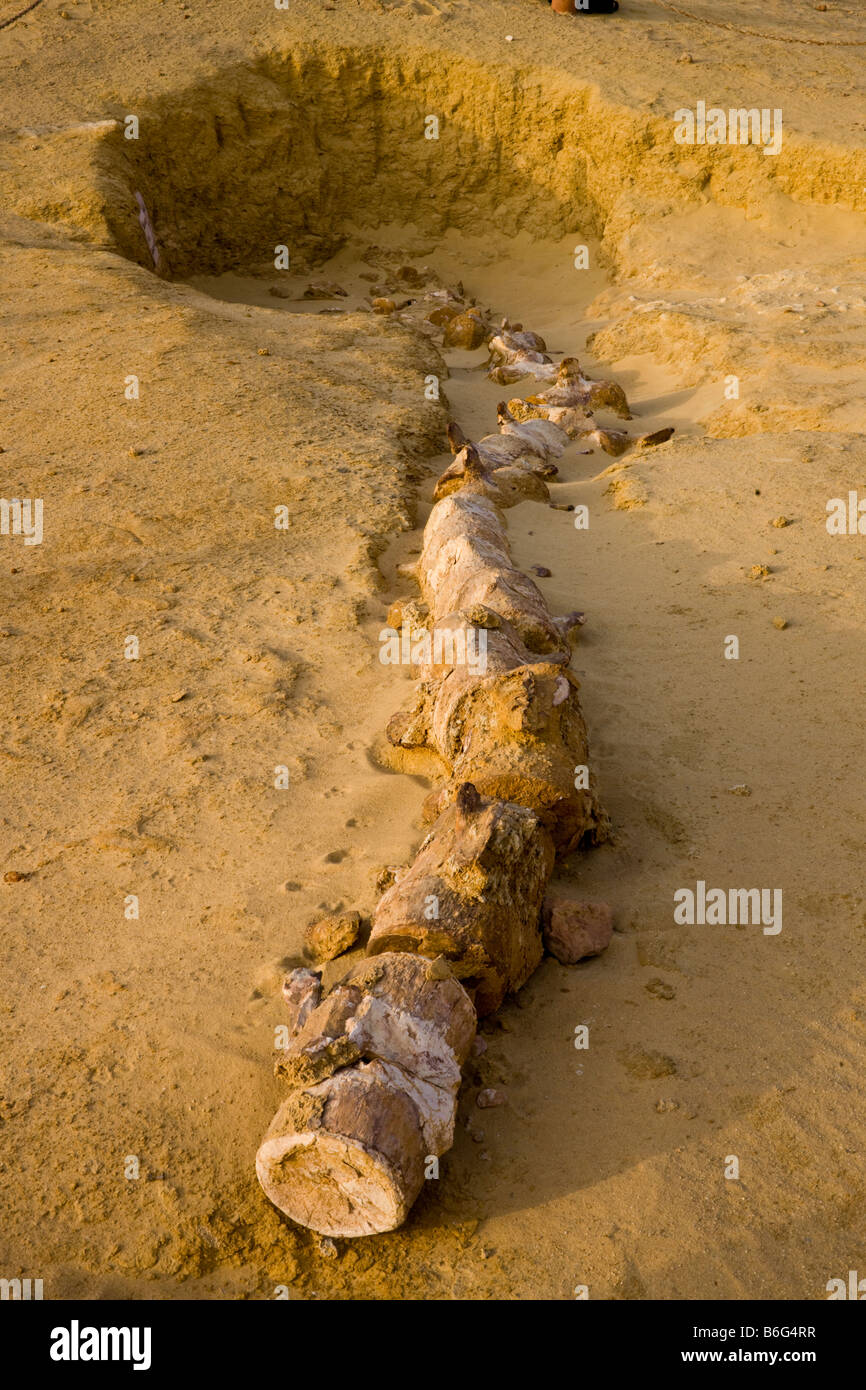 fossil of skeleton and upper jaw of Basilosaurus whale, Wadi Al-Hitan (Whale Valley), Fayoum, Egypt Stock Photo