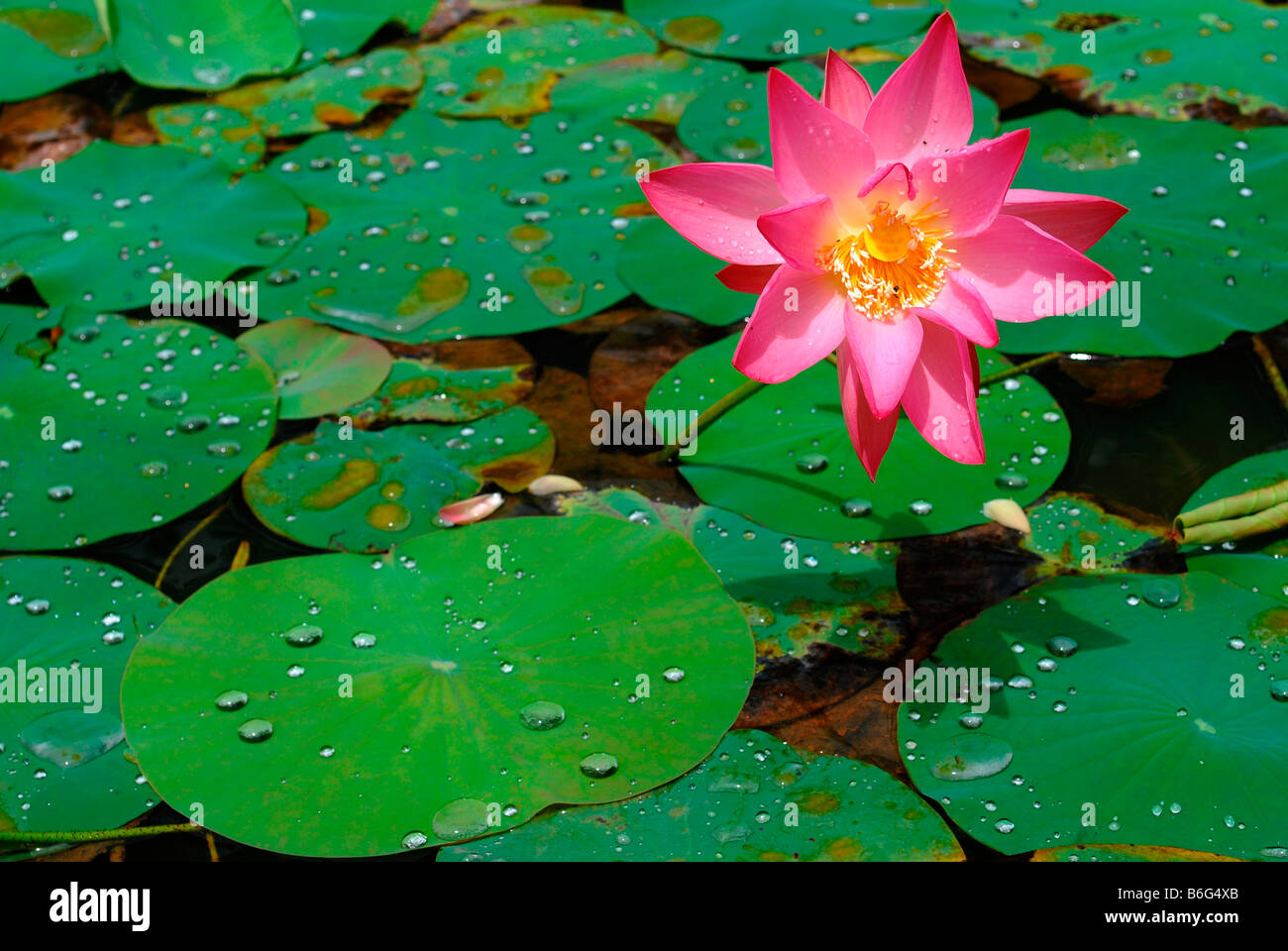 Pink lotus the national flower of india hi-res stock photography and ...