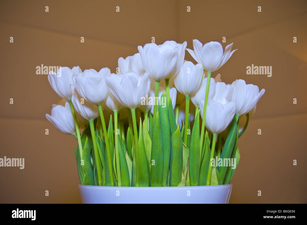 Vase of tulip flowers indoors. Stock Photo