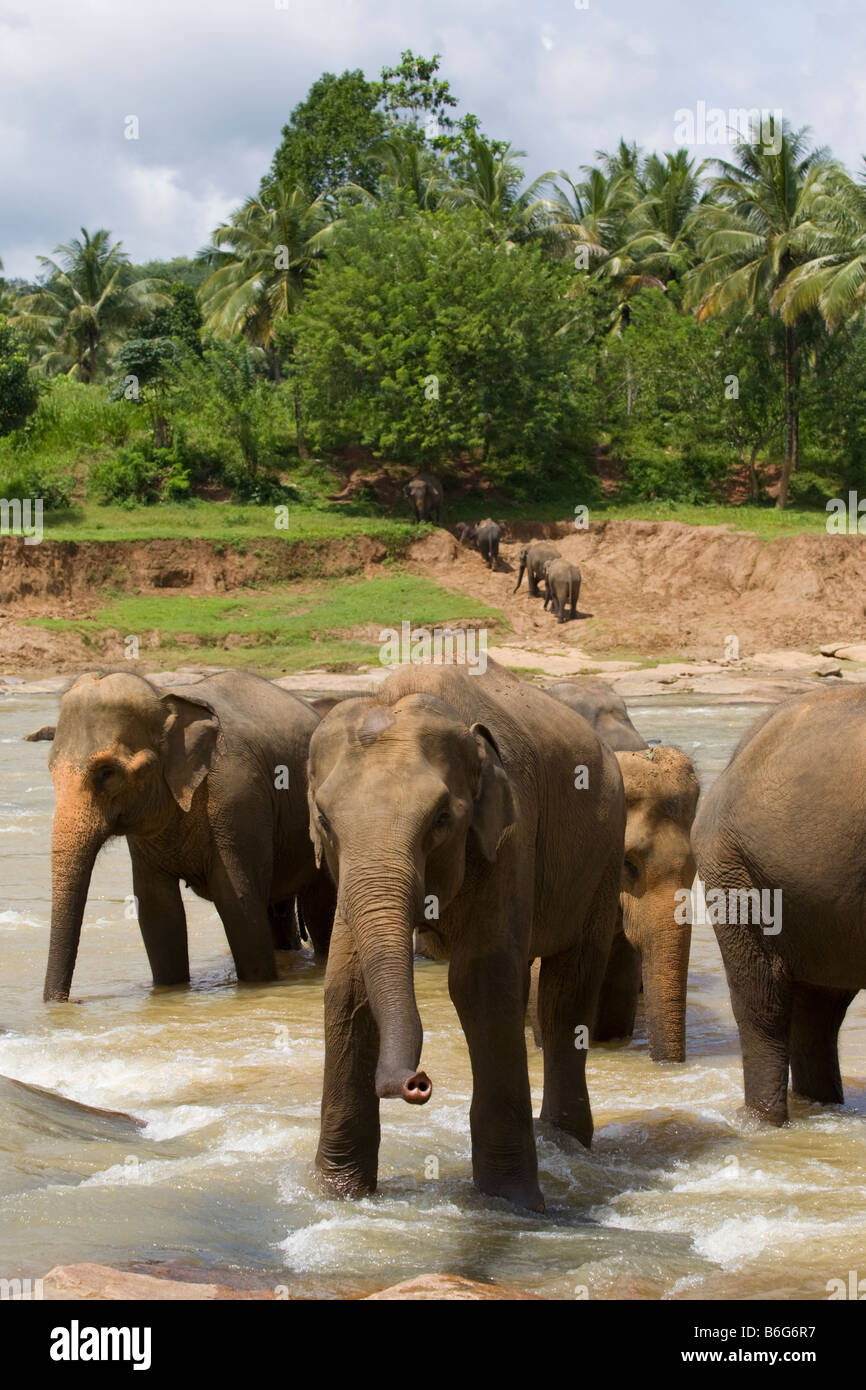 A herd of elephants crossing a shallow river near The Pinnawela Elephant Orphanage in Sri Lanka Stock Photo