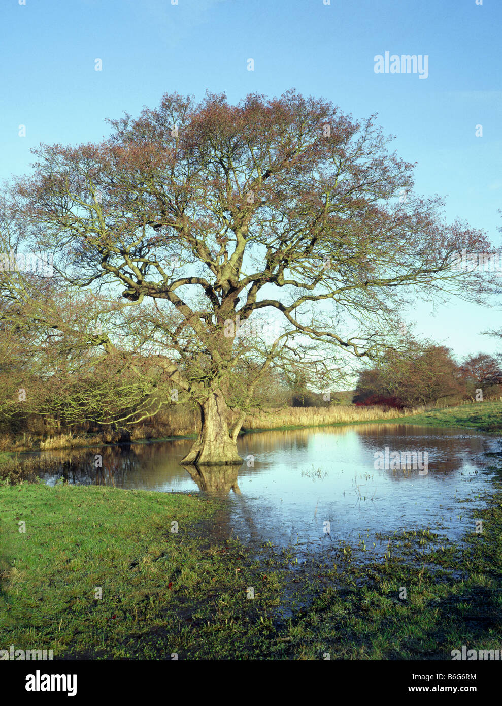 Water loving Alder tree (Alnus Glutinosa) with its roots firmly sunk in flooded marshland in the Lincolnshire Wolds England Stock Photo