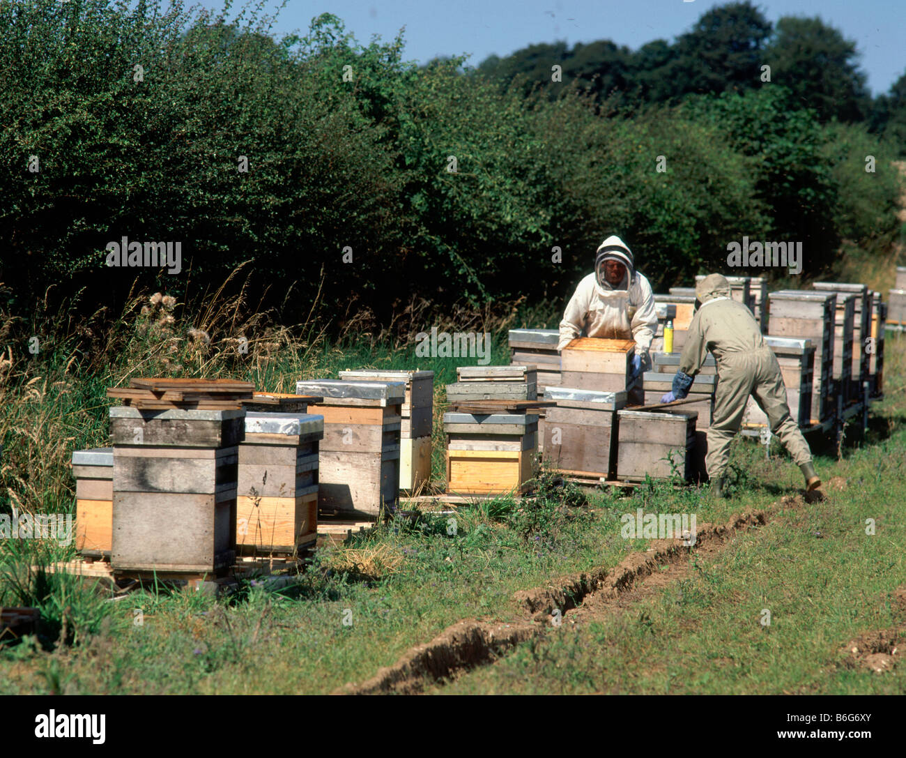 Beekeepers collecting the honey harvest from their hives set up in a farmers field in the Lincolshire Wolds England Stock Photo
