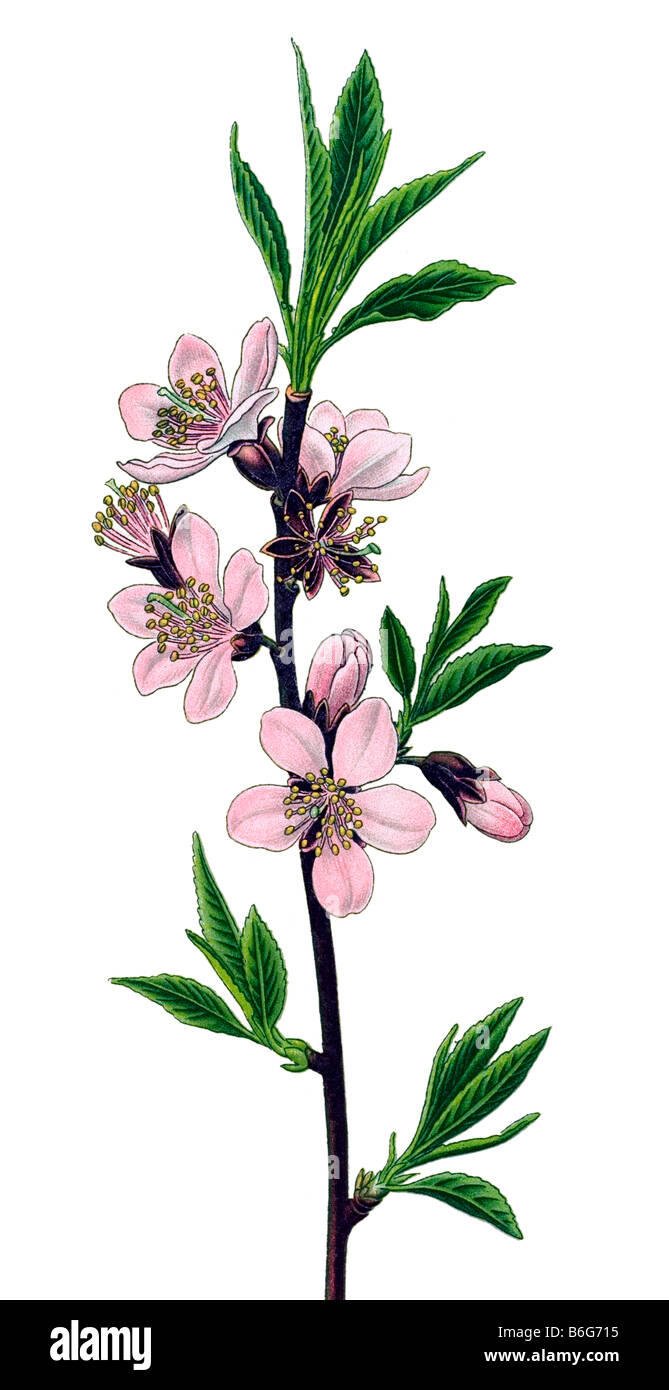 Bitter Almond, Amygdalus communis poisonous plants illustrations Stock Photo