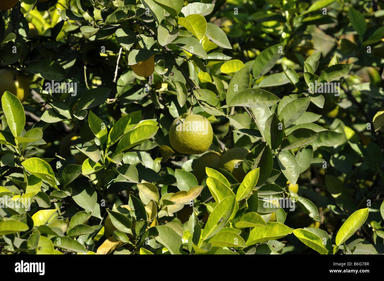 Tree with green oranges Stock Photo Alamy