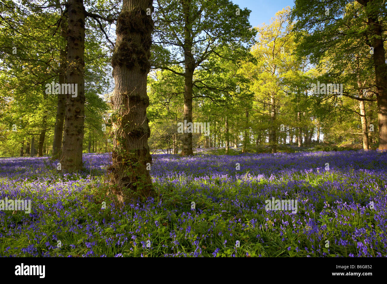 Blickling Bluebell wood in the Norfolk Countryside Stock Photo
