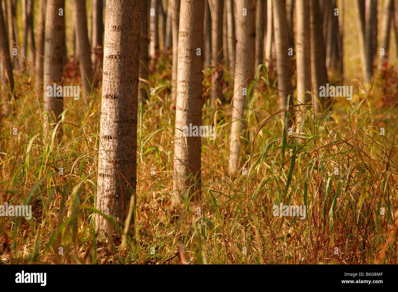 poplar tree farm silvaculture wood pulp timber po and ticino river