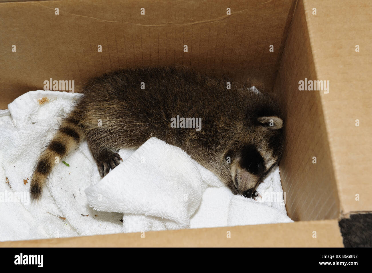Rescued baby raccoon sleeping in a box Stock Photo