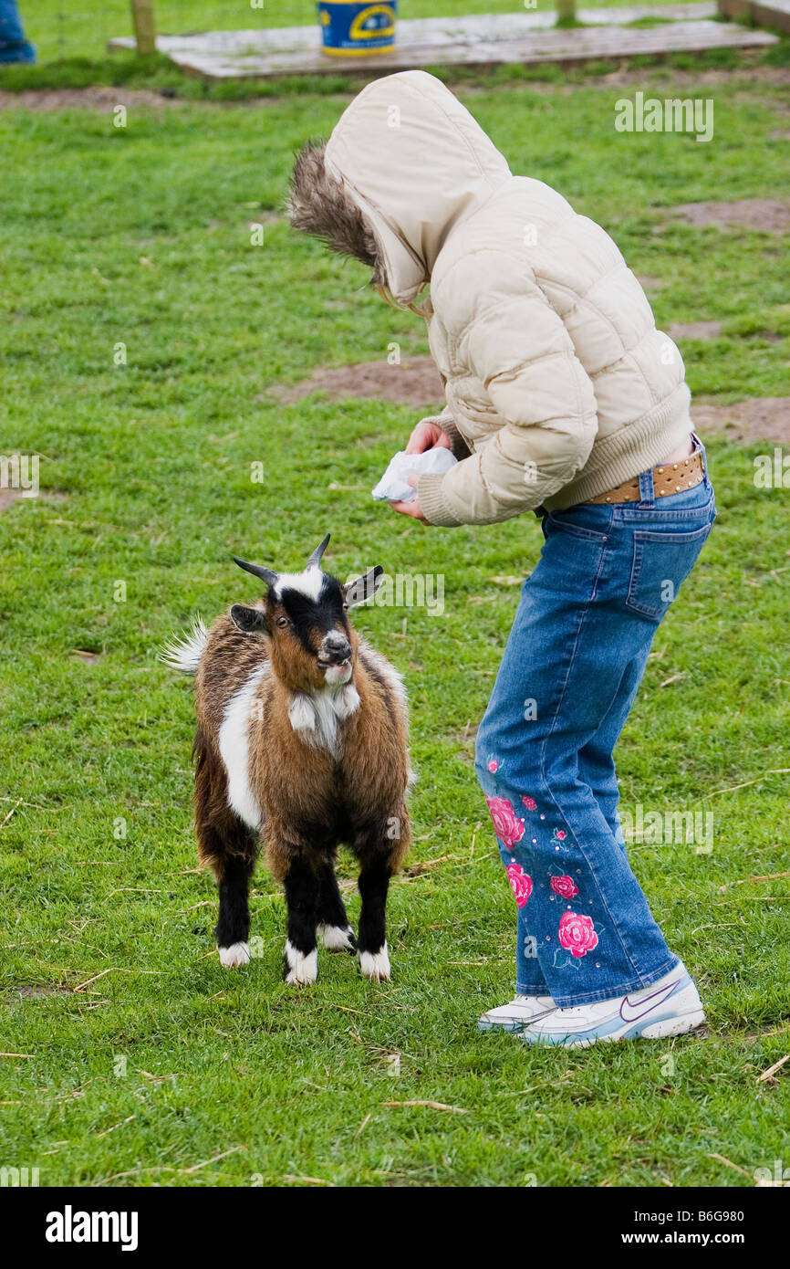 GIRL FEEDING GOAT KID Stock Photo Alamy
