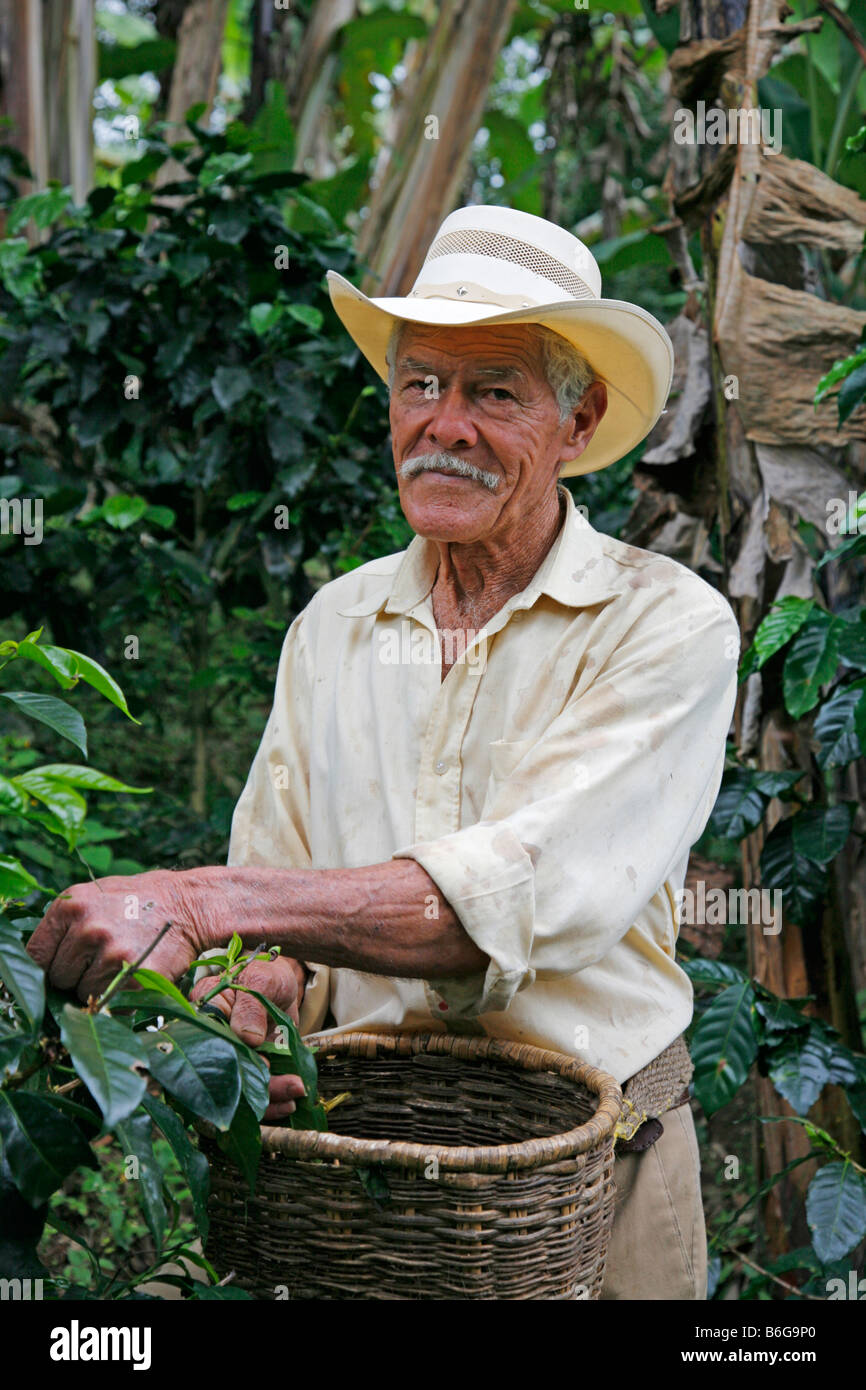 Colombian man picking coffee in the Zona Cafetera Stock Photo