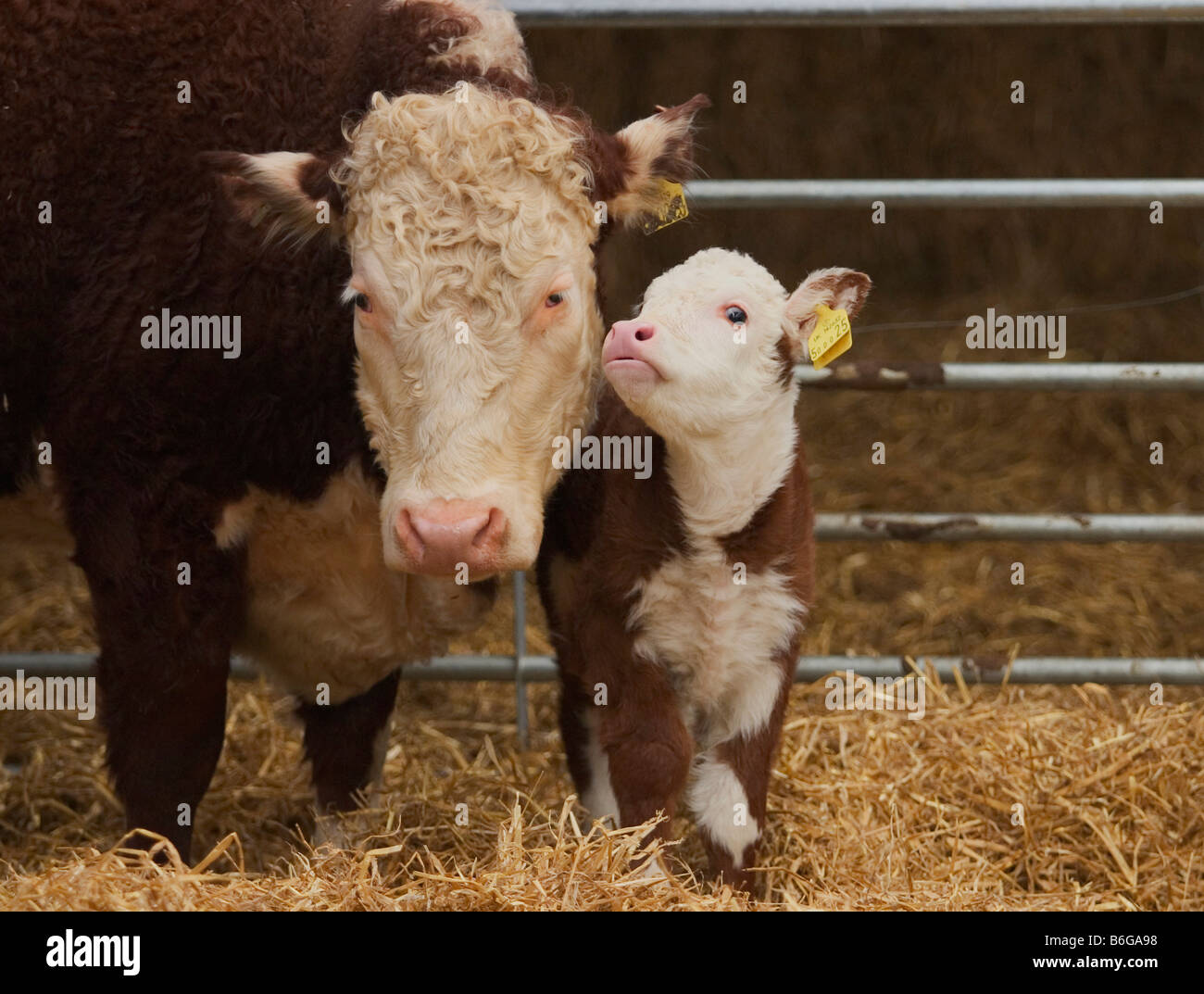 HEREFORD COW WITH CALF Stock Photo - Alamy