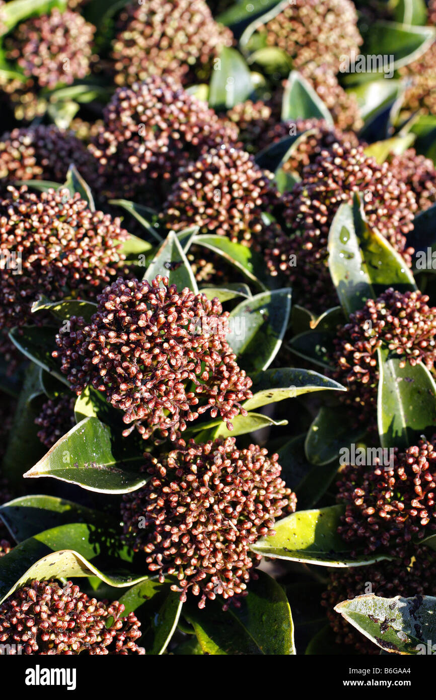 SKIMMIA JAPONICA FRAGRANT CLOUD SYN SKIMMIA JAPONICA FRAGRANS AGM Stock Photo