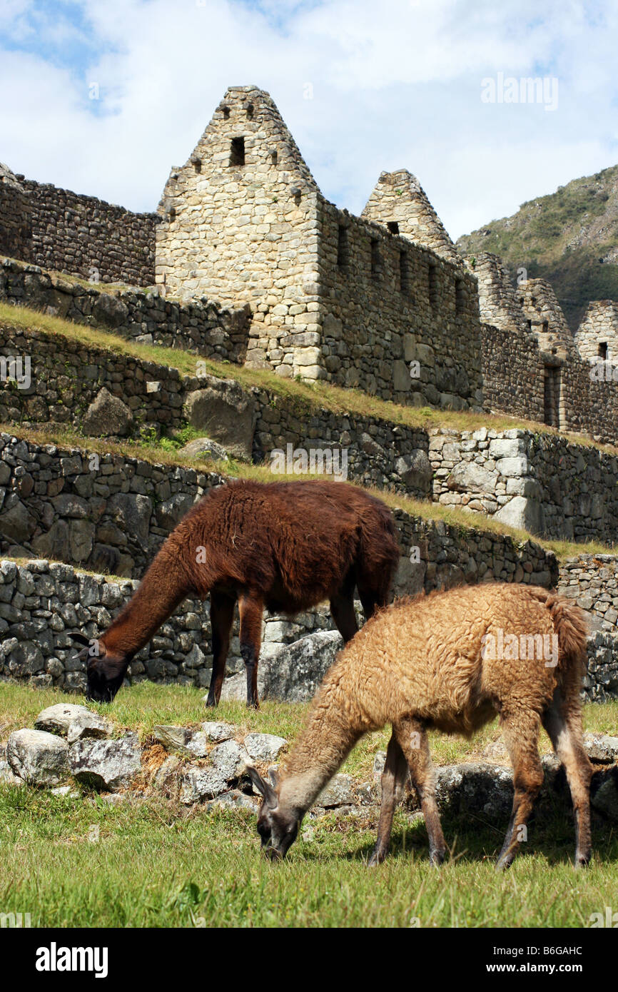 Llamas machu picchu peru hi-res stock photography and images - Alamy