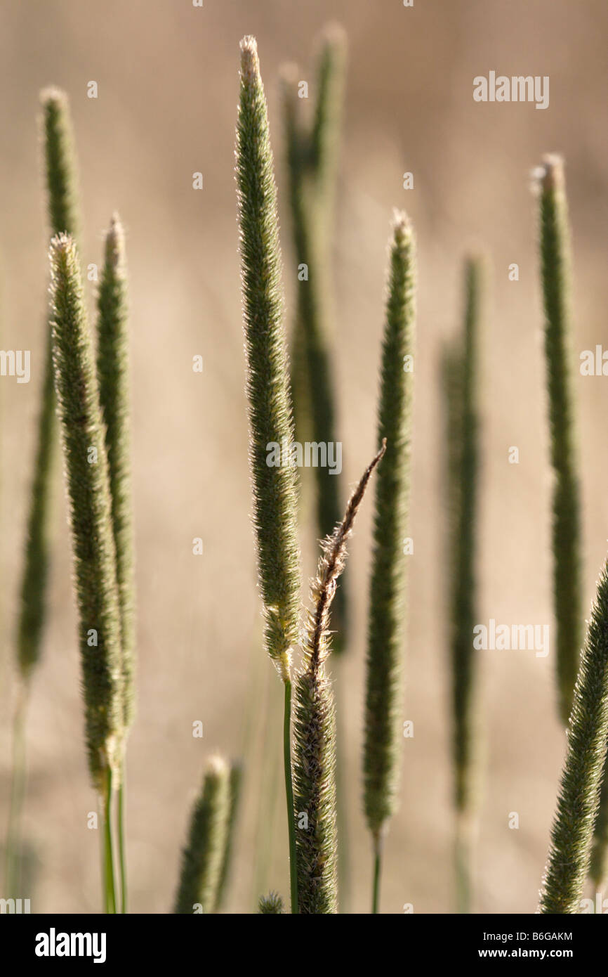 Grass blossom (Alopecurus pratensis meadow foxtail) Stock Photo