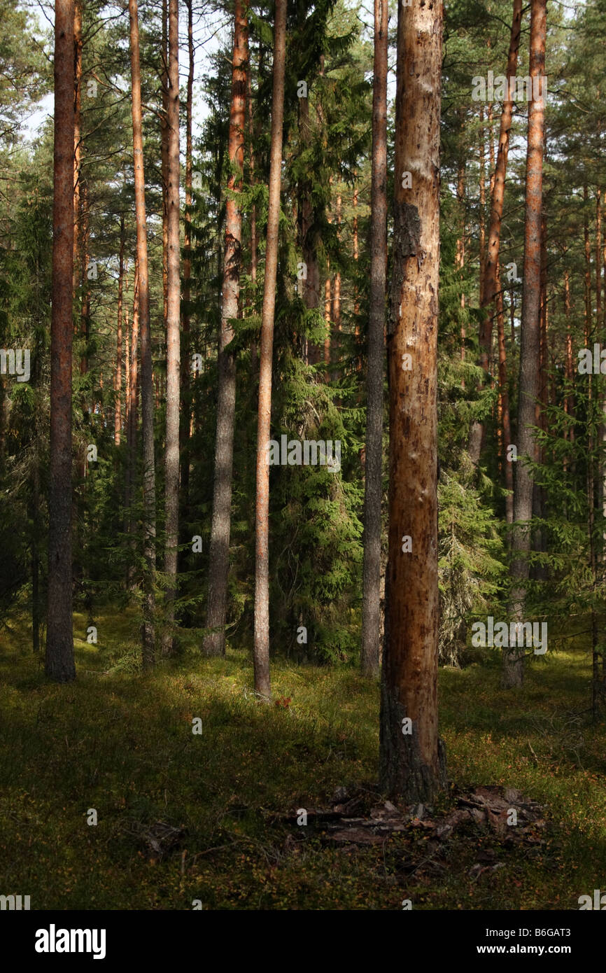 Tall pine trees in a forest Stock Photo - Alamy