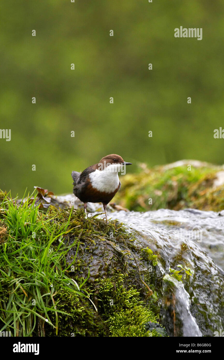 Wild Dipper on a waterfall in Lathkill Dale, Derbyshire Stock Photo