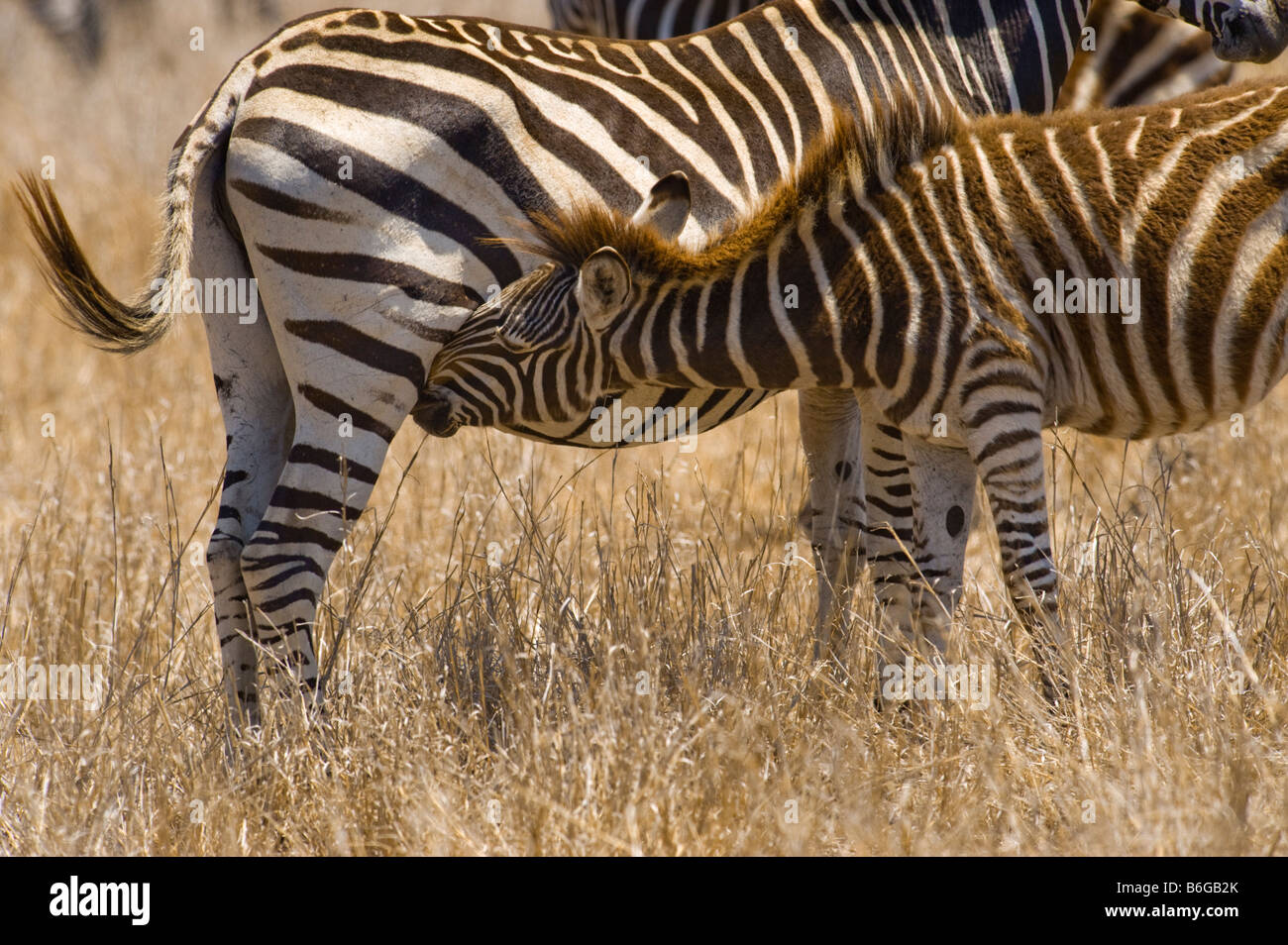 wild zebras equus burchelli young baby cub infant suckle suckling KRUGER NP stripe stripes stroke Stock Photo