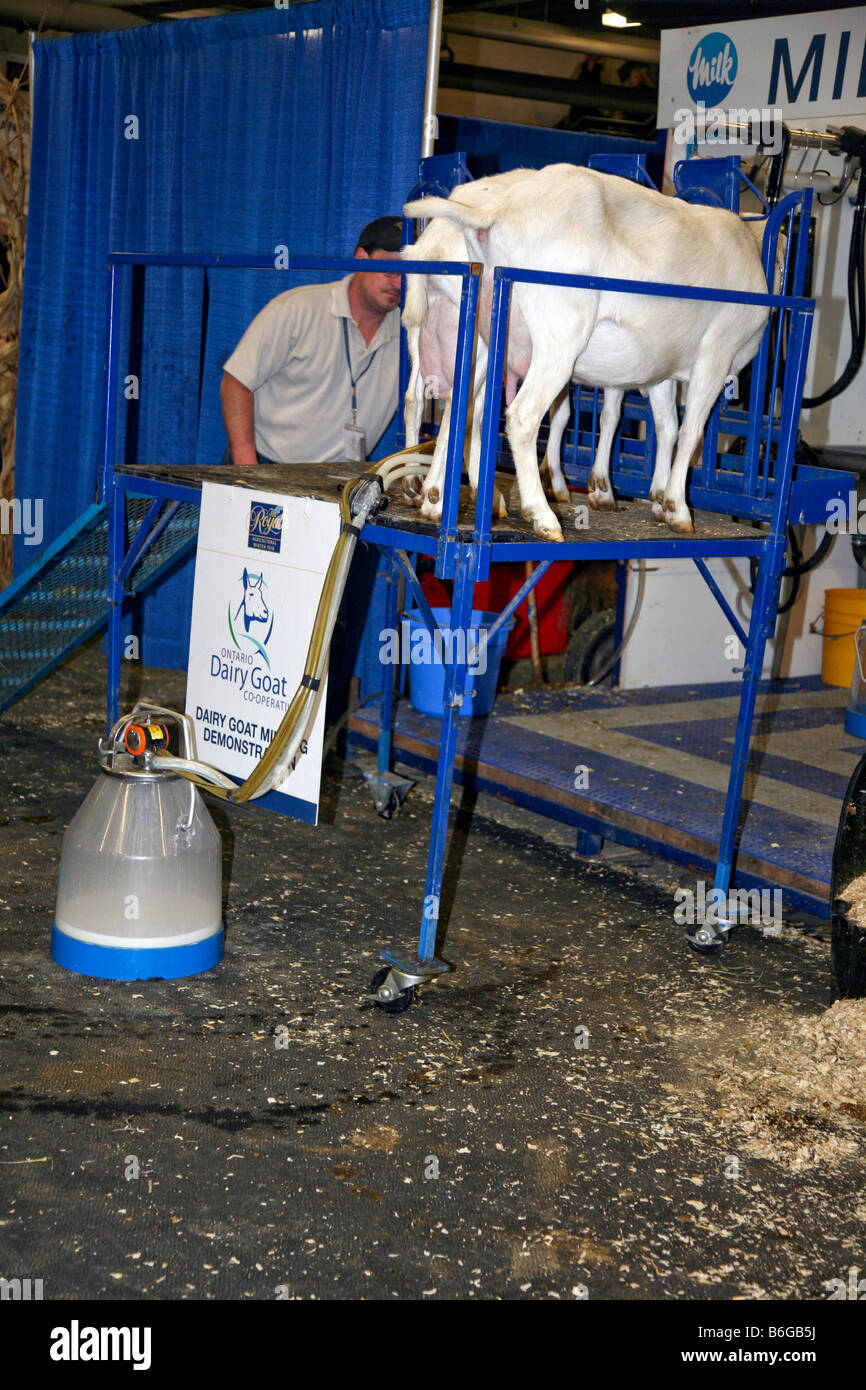 Sheep being milked with automatic milking system at Agricultural Winter