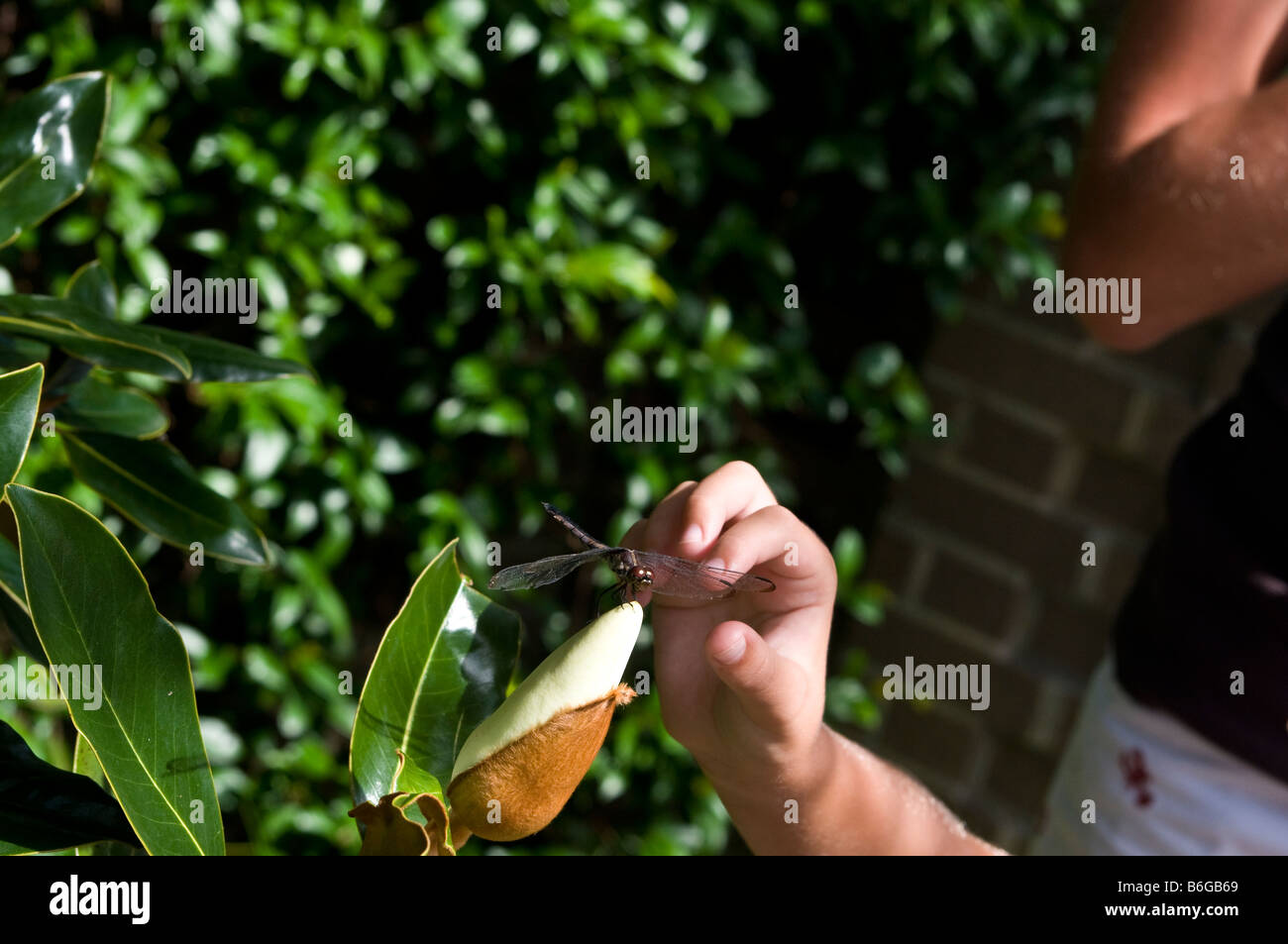 Young girl touches large winged insect Stock Photo - Alamy
