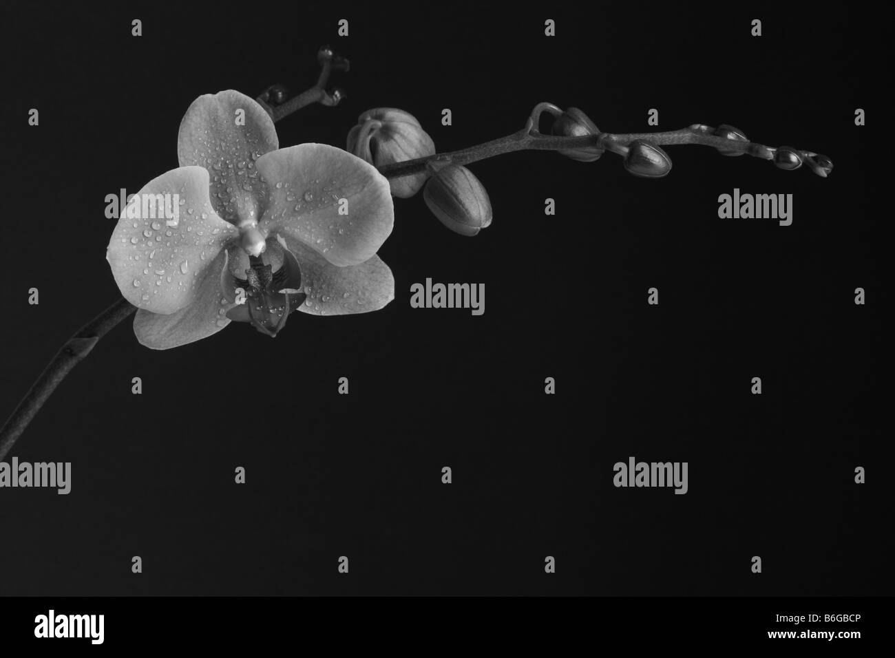 Black and white image of an orchid flower on a black background Stock Photo