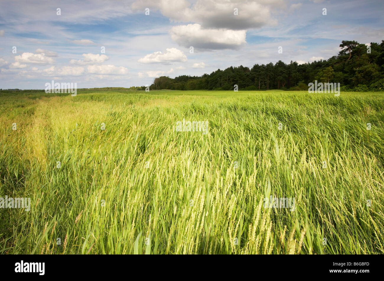 Summer reed bed by the side of the Norfolk & Suffolk Broads Stock Photo Alamy
