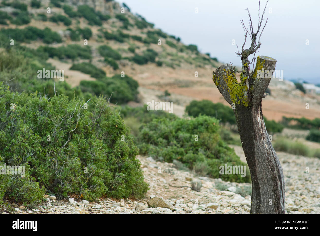 Landscape of tree stump in Almansa, province of Albacete, in the Castilla la Mancha region, Spain, Europe Stock Photo