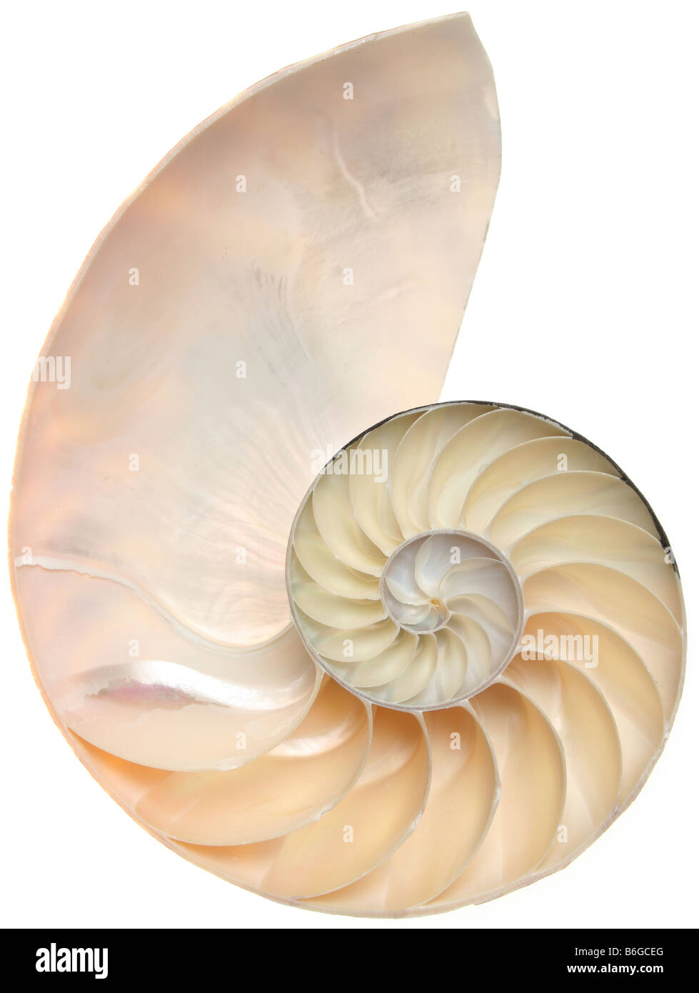 Nautilus shell closeup isolated on white Stock Photo