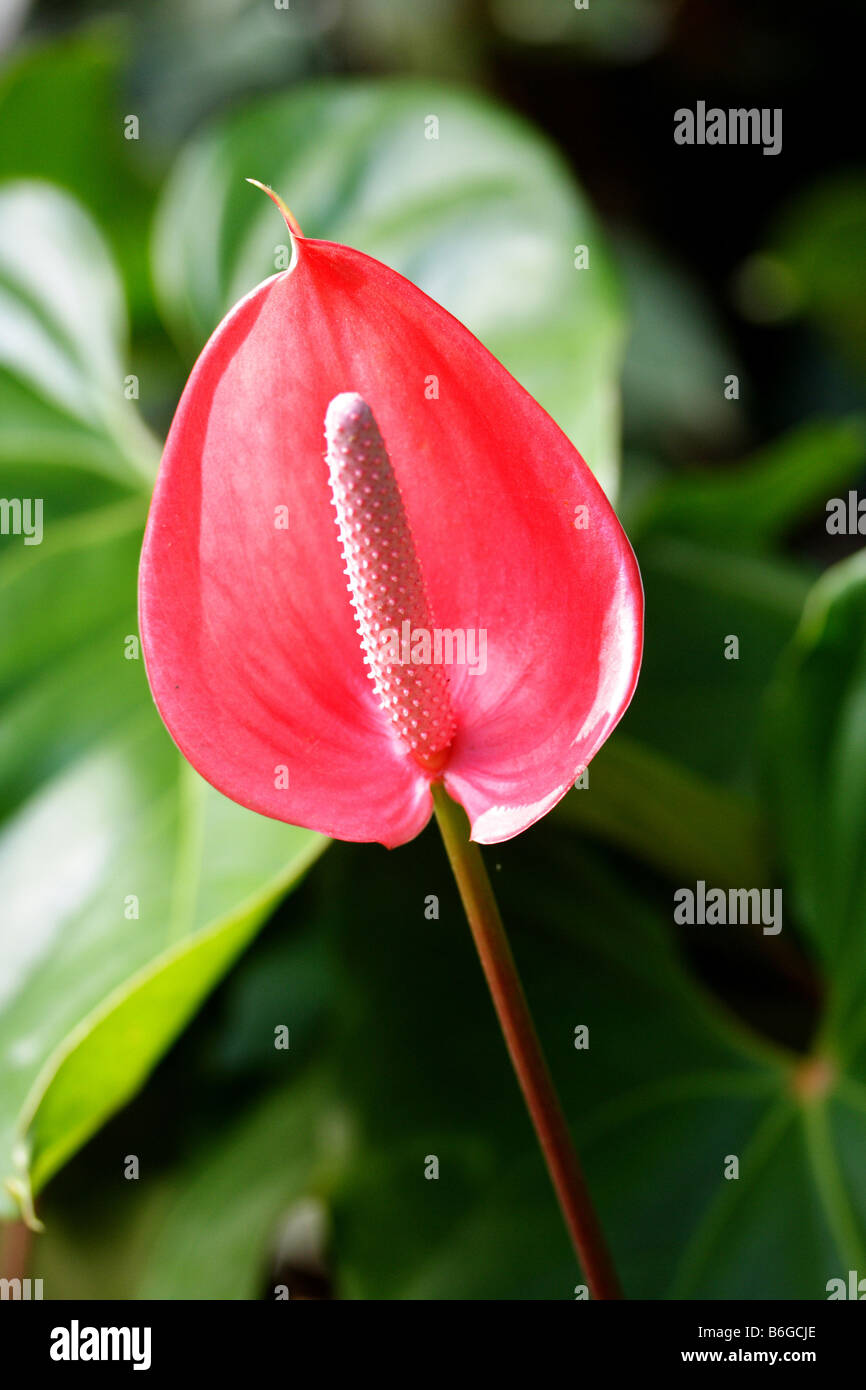 Anthurium flower Stock Photo Alamy